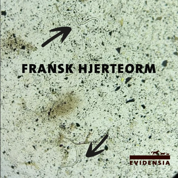 Fransk Hjerteorm