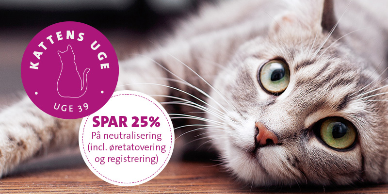 Kattens uge tilbud på 25% på neutralisering af kat