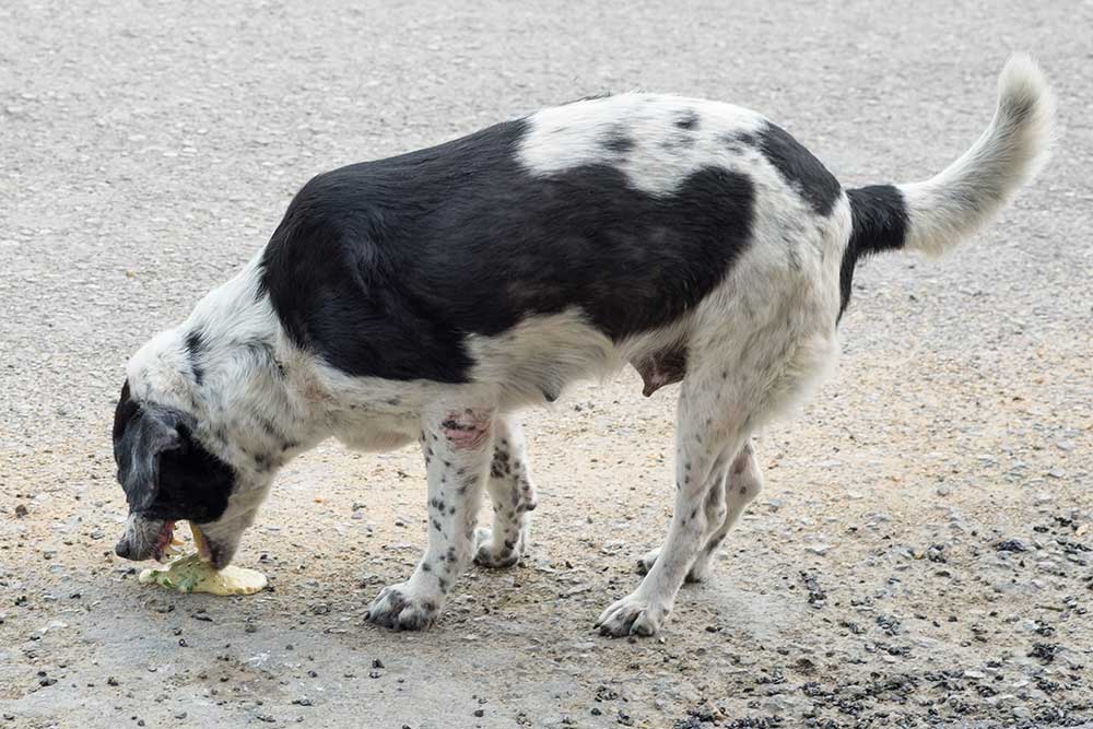 Hvad gør jeg ved uprovokeret opkast hos hund?