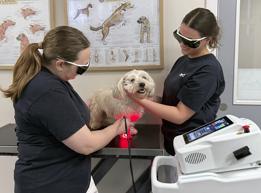 Hund får terapeutisk laser fra  Fisioline®