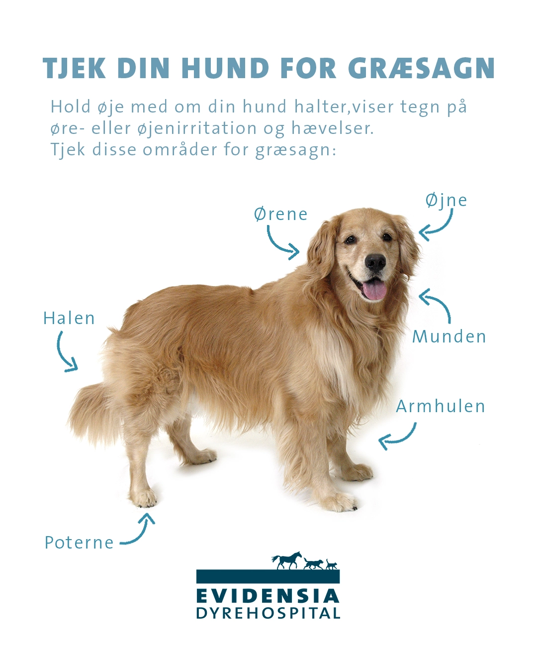 Tjek din hund for græsagn