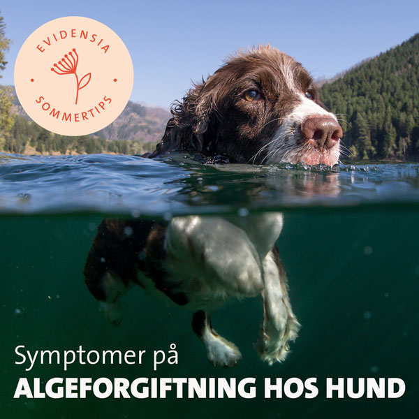 Algeforgiftning hos hund
