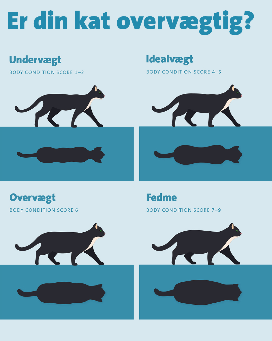 Body condition score