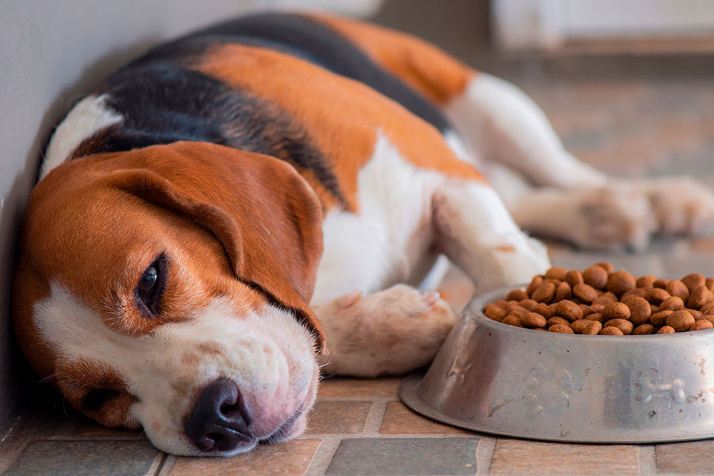 Forgiftning af hash og euforiserende stoffer hos hund og kat