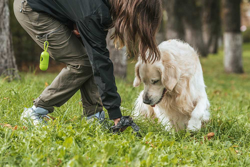 Derfor skal du samle op efter din hund!