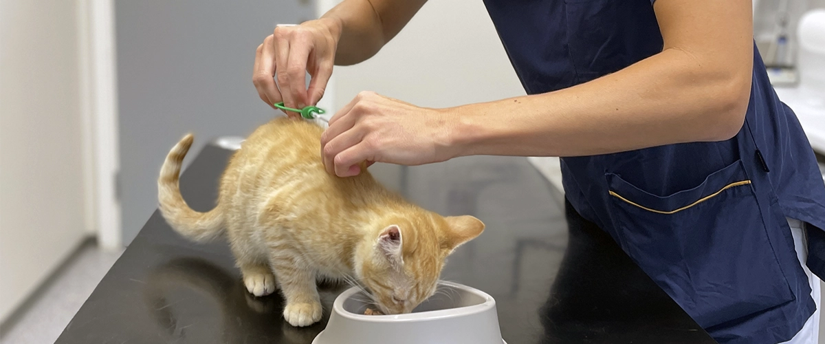 kat mærkes med chip