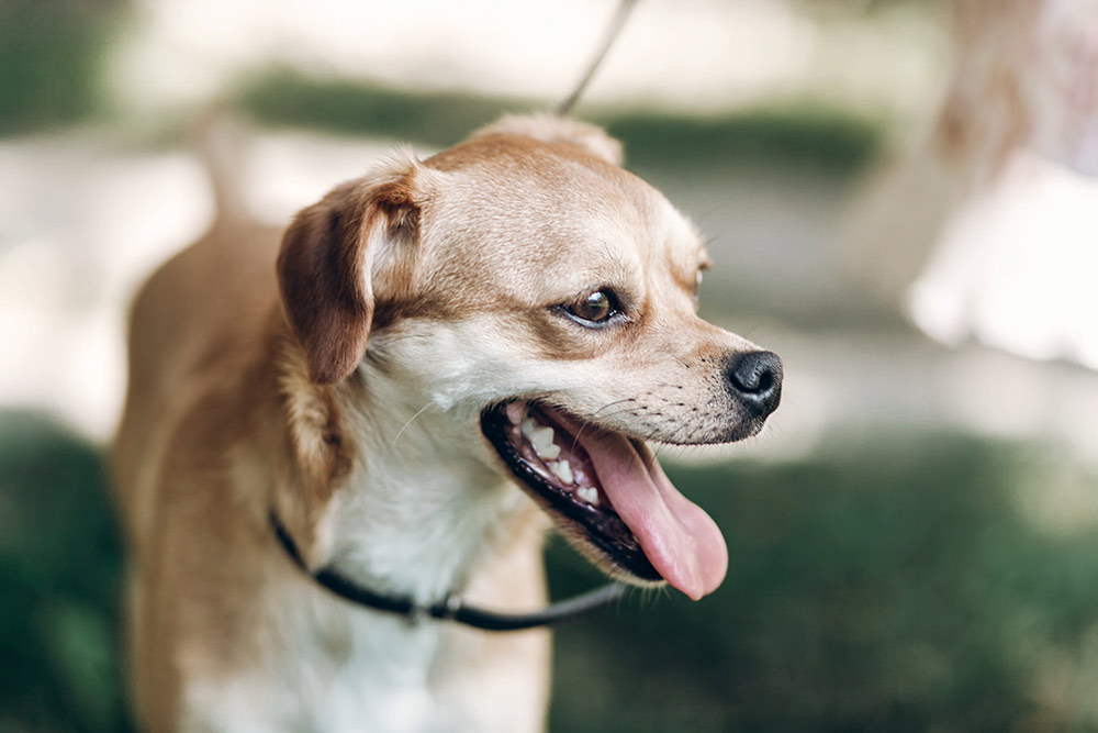 Hvor hurtigt heler hunden efter sterilisation?