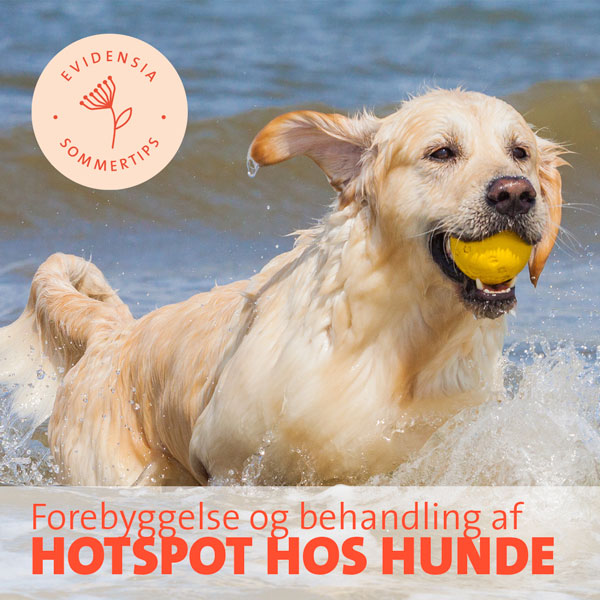 Hotspot hos hunde