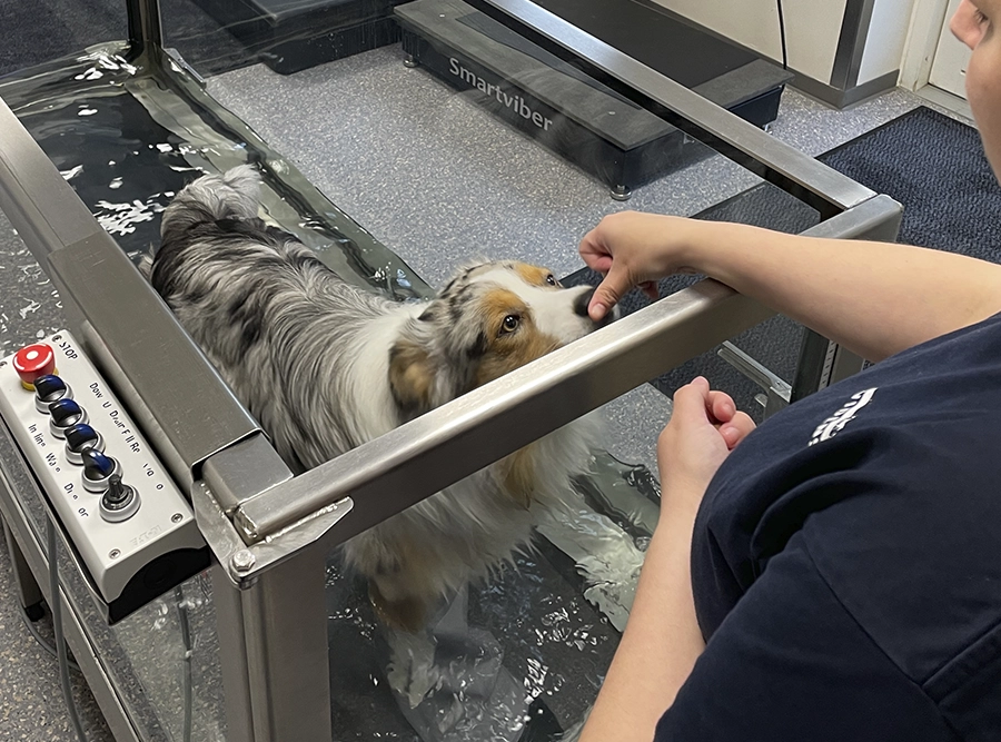 Hund i Waterwalker på Evidensia Karlslunde Dyrehospital
