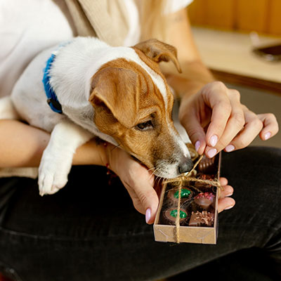 PAS på chokolade og andre giftige madvarer for hund og kat i julen