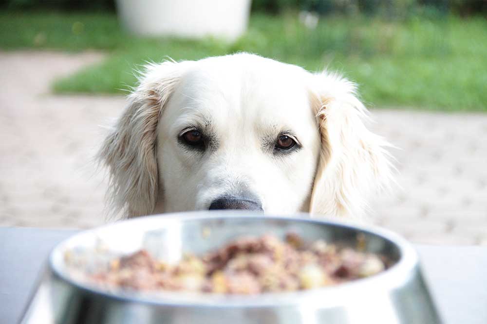 Fodervejledning hund
