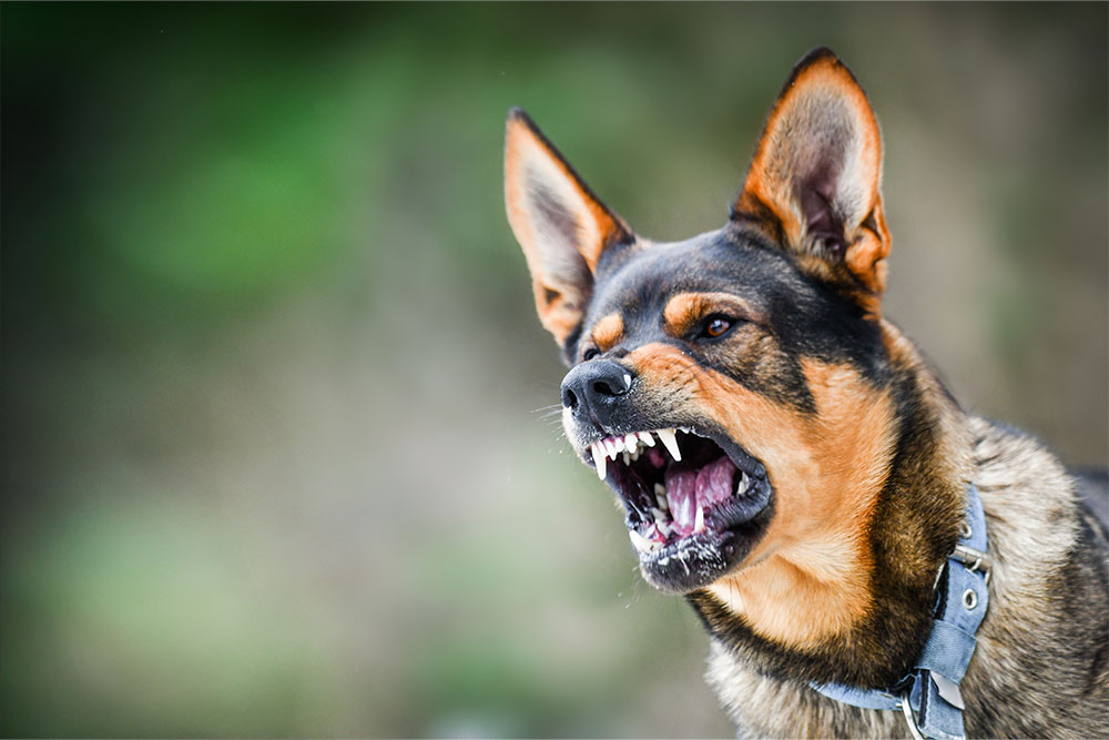 Hundegalskab - Rabies hos hund og kat