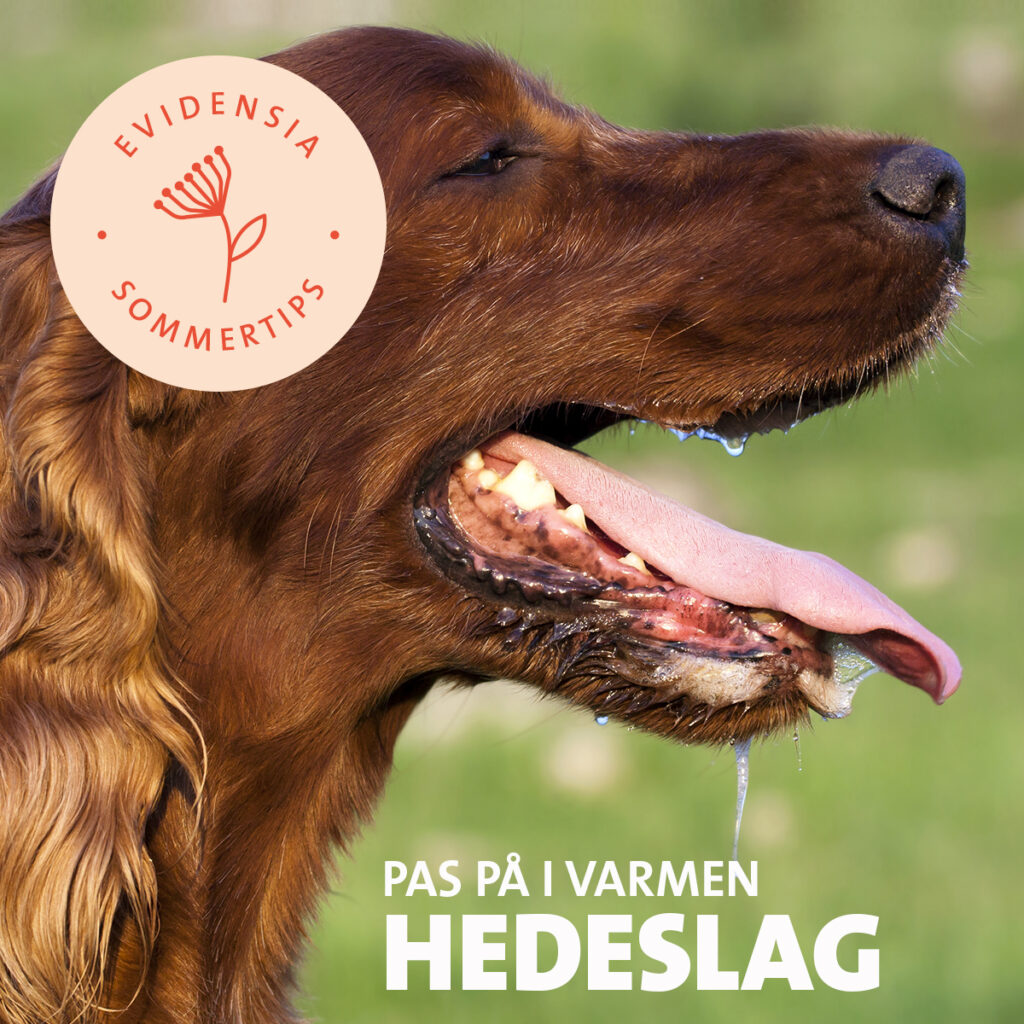 Hedeslag hos hund