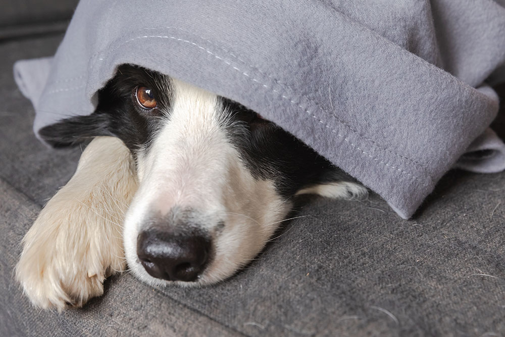 Nytårsangst hos hund og kat