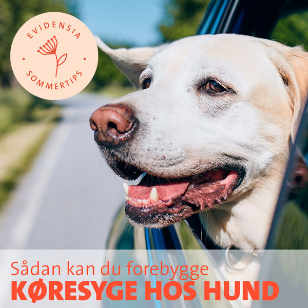 Køresyge hos hund