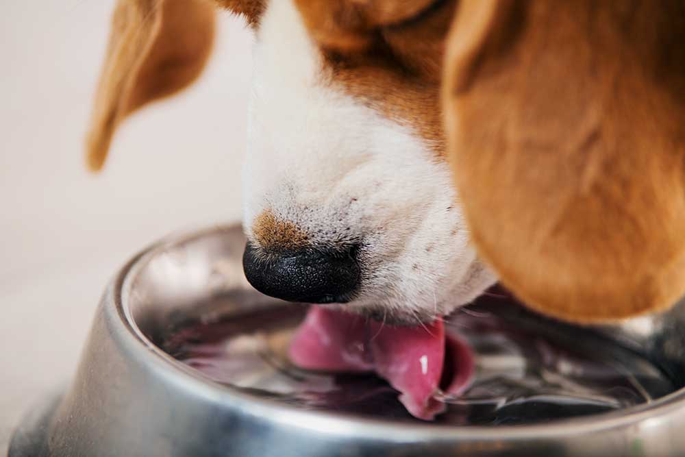 Den vigtige væskebalance hos hunde og katte