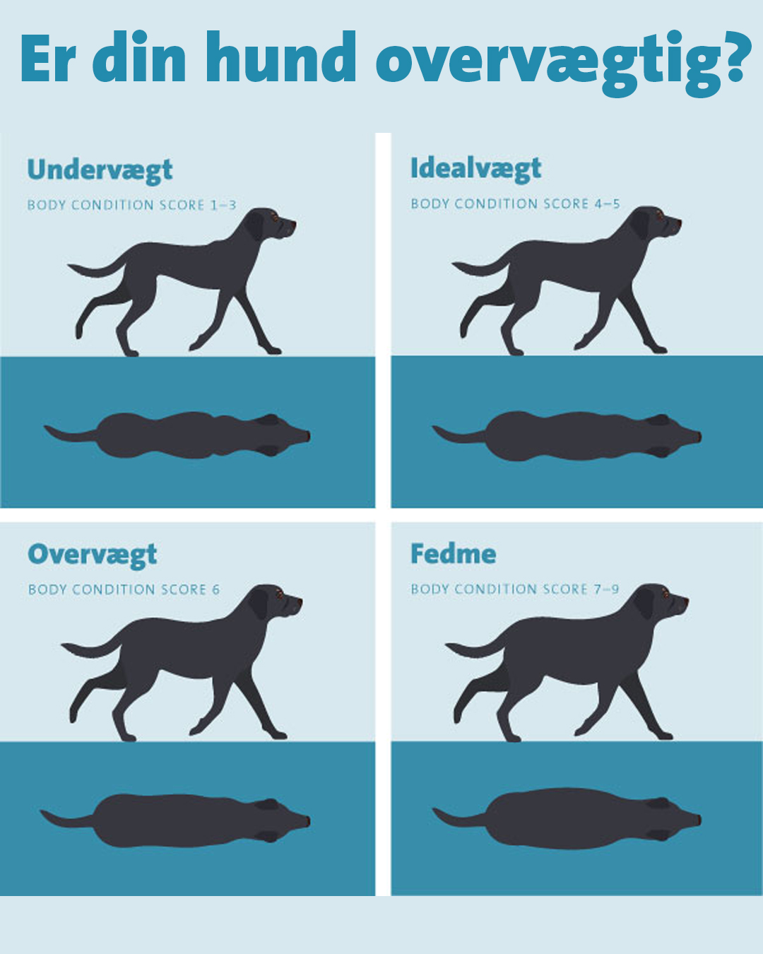 Body condition score
