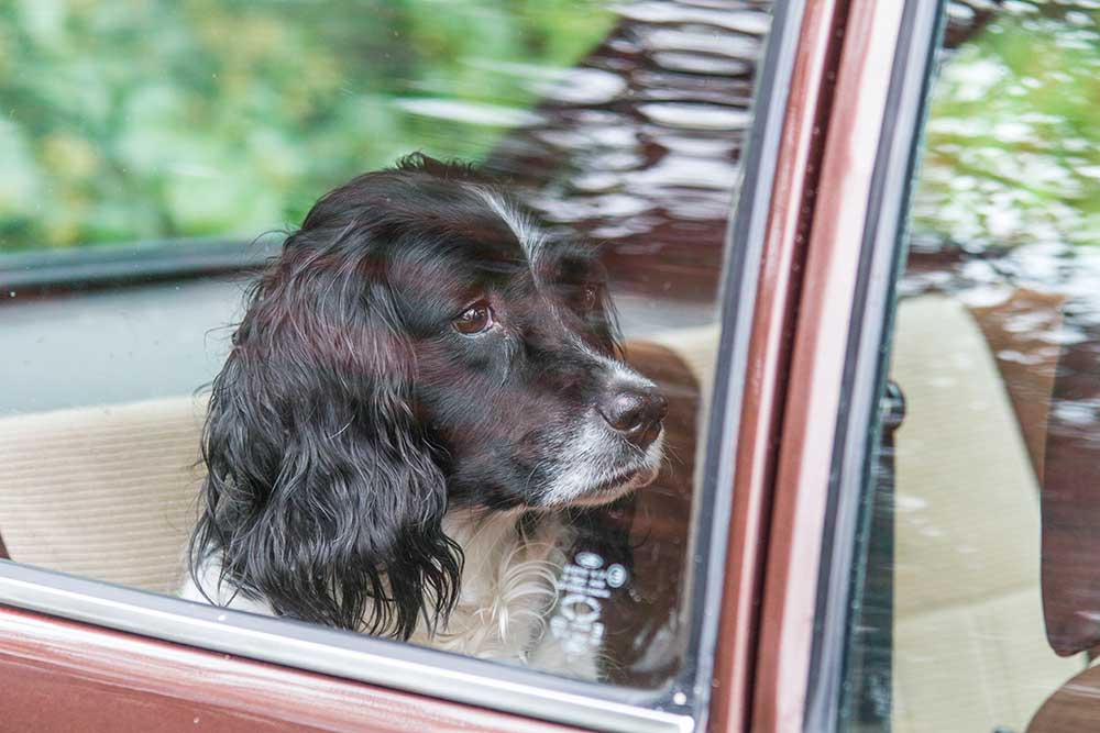 Hvad stiller jeg op med en hund, der bliver køresyg?